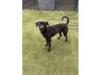 Adopt Barkley Blackbeard a Black Labrador Retriever / Mixed dog in Carrollton