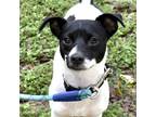 Adopt Harley a White Mixed Breed (Small) / Mixed dog in Austin, TX (41409444)