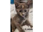 Adopt Liliana a Gray or Blue Domestic Shorthair / Mixed Breed (Medium) / Mixed