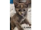 Adopt Liliana a Gray or Blue Domestic Shorthair / Domestic Shorthair / Mixed cat