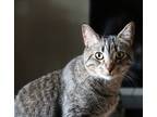 Adopt William (Bill) a Tiger Striped Domestic Shorthair / Mixed (short coat) cat