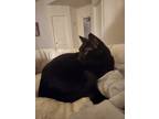 Adopt Sophie a All Black American Shorthair / Mixed (short coat) cat in