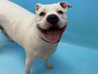 Adopt Jane a White American Pit Bull Terrier / Mixed Breed (Medium) / Mixed