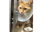 Adopt Isaac a Orange or Red Domestic Shorthair / Domestic Shorthair / Mixed cat