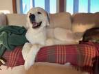 Adopt Bert a White Great Pyrenees / Mixed dog in Gregory, MI (41436123)