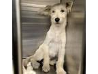 Adopt 55899802 a White Terrier (Unknown Type, Small) / Mixed dog in Fort Worth