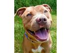 Adopt Bob Barker a Brown/Chocolate Mixed Breed (Small) / Mixed Breed (Medium) /