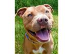 Adopt Bob Barker a Brown/Chocolate Mixed Breed (Large) / Mixed dog in Blackwood