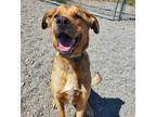 Adopt Sid a Brown/Chocolate - with White Labrador Retriever / German Shepherd