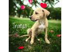 Adopt Truman a Labrador Retriever / Mixed Breed (Medium) / Mixed dog in
