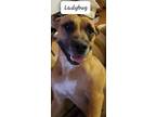 Adopt Lil Lady a Tan/Yellow/Fawn Labrador Retriever / American Pit Bull Terrier
