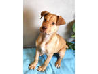 Adopt Milani a Tan/Yellow/Fawn American Pit Bull Terrier / Mixed Breed (Medium)