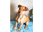Adopt Milani a Tan/Yellow/Fawn American Pit Bull Terrier / Mixed dog in Cedar