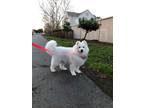 Adopt Xiao Bai a White Samoyed / Mixed dog in San Francisco, CA (41436039)