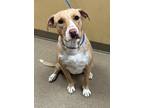 Adopt Blondie a Tan/Yellow/Fawn Labrador Retriever / Mixed dog in Cedar Hill