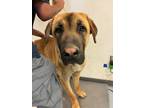 Adopt 55899510 a Brown/Chocolate Anatolian Shepherd / Mixed dog in Los Lunas
