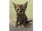 Adopt Cat Nap a Orange or Red Domestic Shorthair / Domestic Shorthair / Mixed