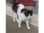Adopt Honeycomb a White Domestic Shorthair / Domestic Shorthair / Mixed cat in