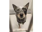 Adopt Sebulba a Gray/Blue/Silver/Salt & Pepper Australian Cattle Dog / Mixed dog