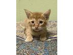 Adopt Counting Sheep a Orange or Red Domestic Shorthair / Domestic Shorthair /