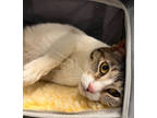 Adopt Nalla a White Domestic Shorthair / Domestic Shorthair / Mixed cat in
