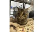 Adopt Tommy a Brown Tabby Domestic Shorthair / Mixed Breed (Medium) / Mixed