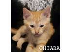 Adopt Chiara a Orange or Red Domestic Shorthair / Mixed Breed (Medium) / Mixed