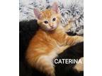 Adopt Caterina a Orange or Red Domestic Shorthair / Domestic Shorthair / Mixed