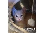 Adopt Ezra a Gray or Blue (Mostly) Domestic Shorthair / Mixed Breed (Medium) /