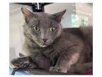 Adopt Majestic a Gray or Blue Domestic Shorthair / Mixed Breed (Medium) / Mixed