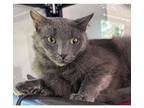 Adopt Majestic a Gray or Blue Domestic Shorthair / Domestic Shorthair / Mixed
