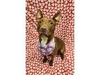 Adopt Willa a Tan/Yellow/Fawn American Pit Bull Terrier / Mixed dog in