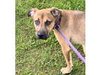 Adopt Kelly a Brown/Chocolate Mixed Breed (Large) / Mixed dog in Dubuque