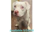 Adopt Dog Kennel # 29 a American Pit Bull Terrier / Mixed Breed (Medium) / Mixed