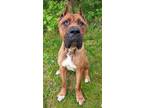 Adopt Kato a Brown/Chocolate Cane Corso / Mixed Breed (Medium) / Mixed (short