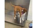 Adopt NALA a Red/Golden/Orange/Chestnut American Pit Bull Terrier / Mixed dog in