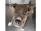 Adopt Denny a Gray/Blue/Silver/Salt & Pepper American Staffordshire Terrier /