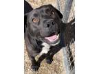 Adopt Gruff a Black American Pit Bull Terrier / Mixed dog in TRINIDAD