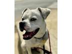 Adopt Santi a White Boxer / Mixed dog in Ventura, CA (40672231)