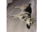 Adopt Mako a Black - with Tan, Yellow or Fawn German Shepherd Dog / Mixed dog in