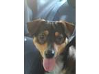 Adopt Kaya a Brown/Chocolate - with White Beagle / Husky / Mixed dog in Conroe