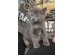 Adopt Cora Crawley a Gray or Blue Russian Blue (short coat) cat in Provo