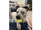 Adopt O'Crowley a White - with Gray or Silver Australian Cattle Dog / Mixed dog