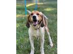 Adopt Pacman a Hound (Unknown Type) / Treeing Walker Coonhound / Mixed dog in