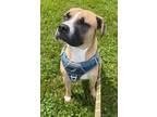 Adopt Dallas a Boxer / Mixed dog in Mineral, VA (41435974)