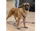 Adopt Anna a Mixed Breed (Medium) / Mixed dog in Walden, NY (41409011)
