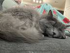 Adopt Gray a Gray or Blue Domestic Longhair / Mixed (long coat) cat in Mount