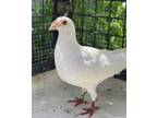 Adopt Wish a White Pigeon bird in Oakland, CA (41426969)