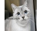 Adopt Mimi a Gray, Blue or Silver Tabby Siamese / Mixed (short coat) cat in Los