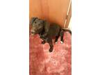 Adopt Calypso a Black Labrador Retriever / Mixed dog in Farmington